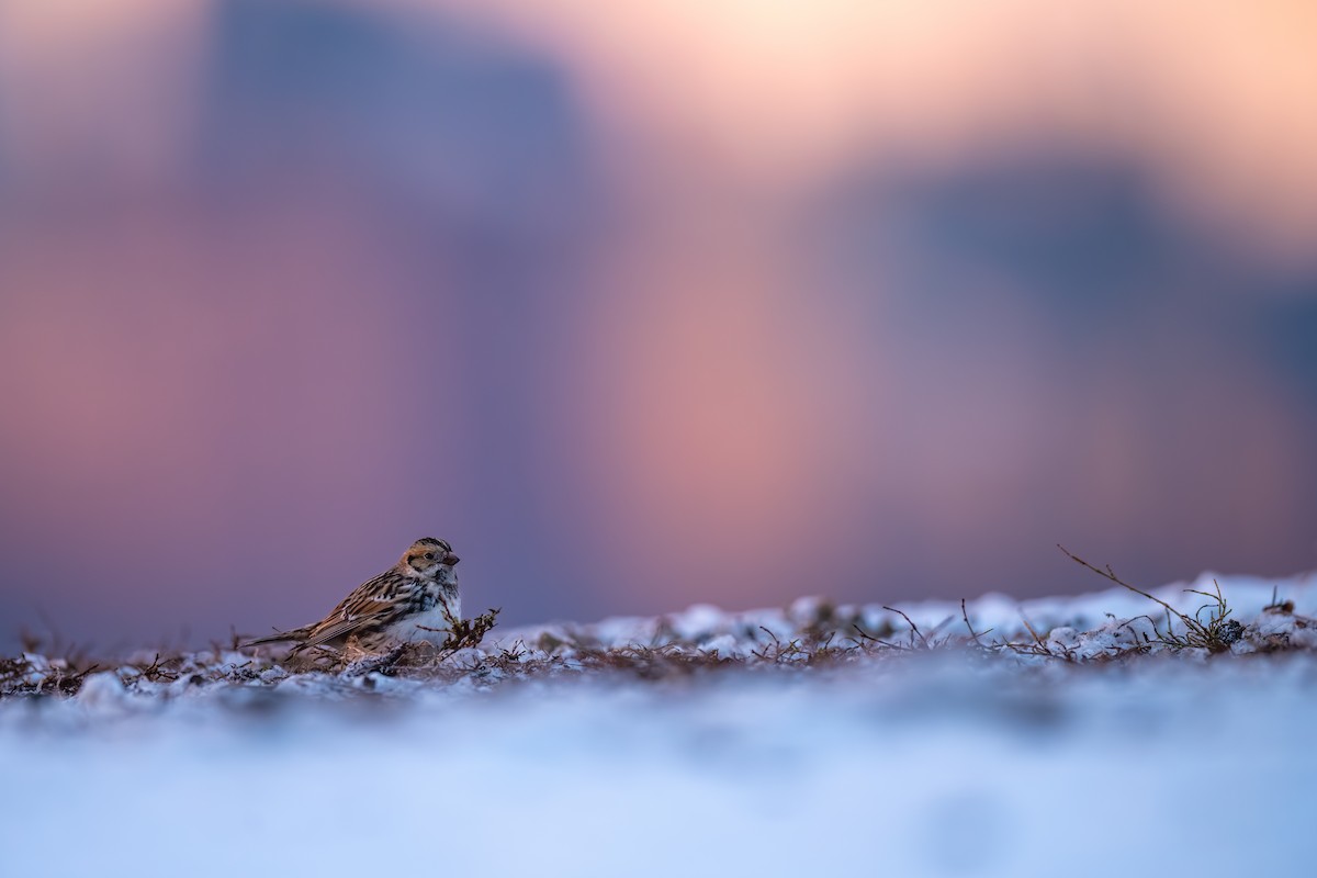 Zigolo della Lapponia - ML646485977