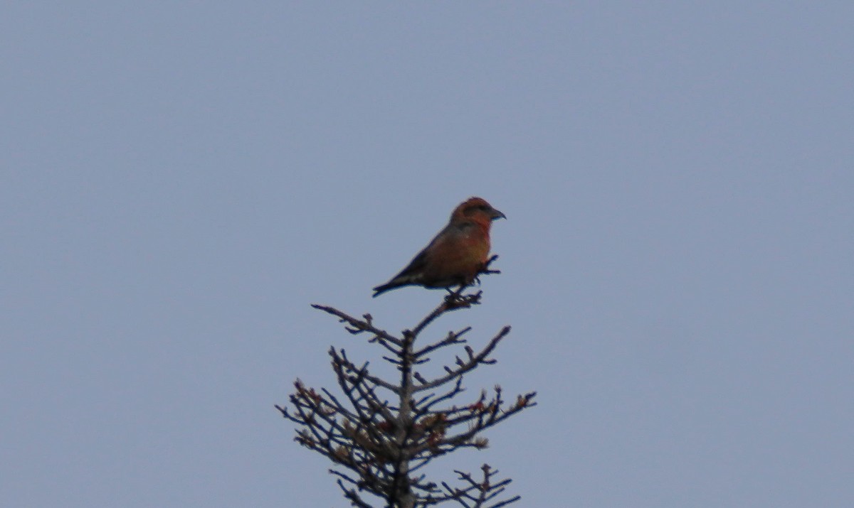Red Crossbill - ML646485978
