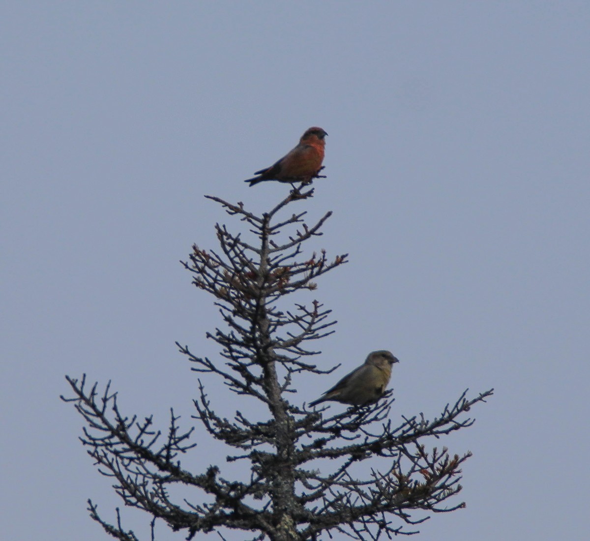 Çaprazgaga - ML646485979