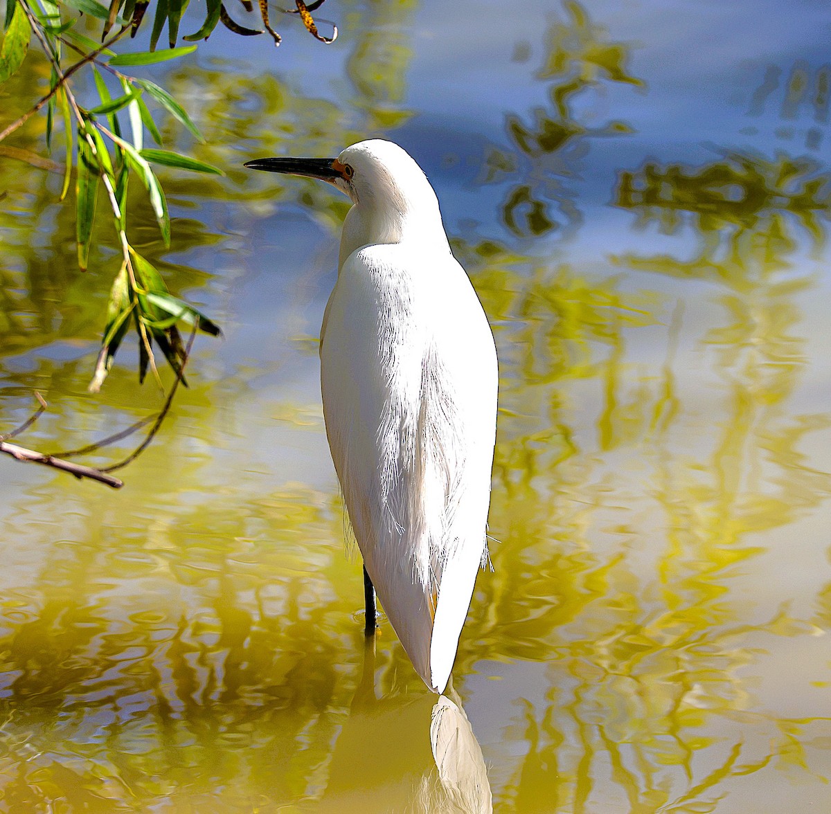 Garceta Nívea - ML646485980