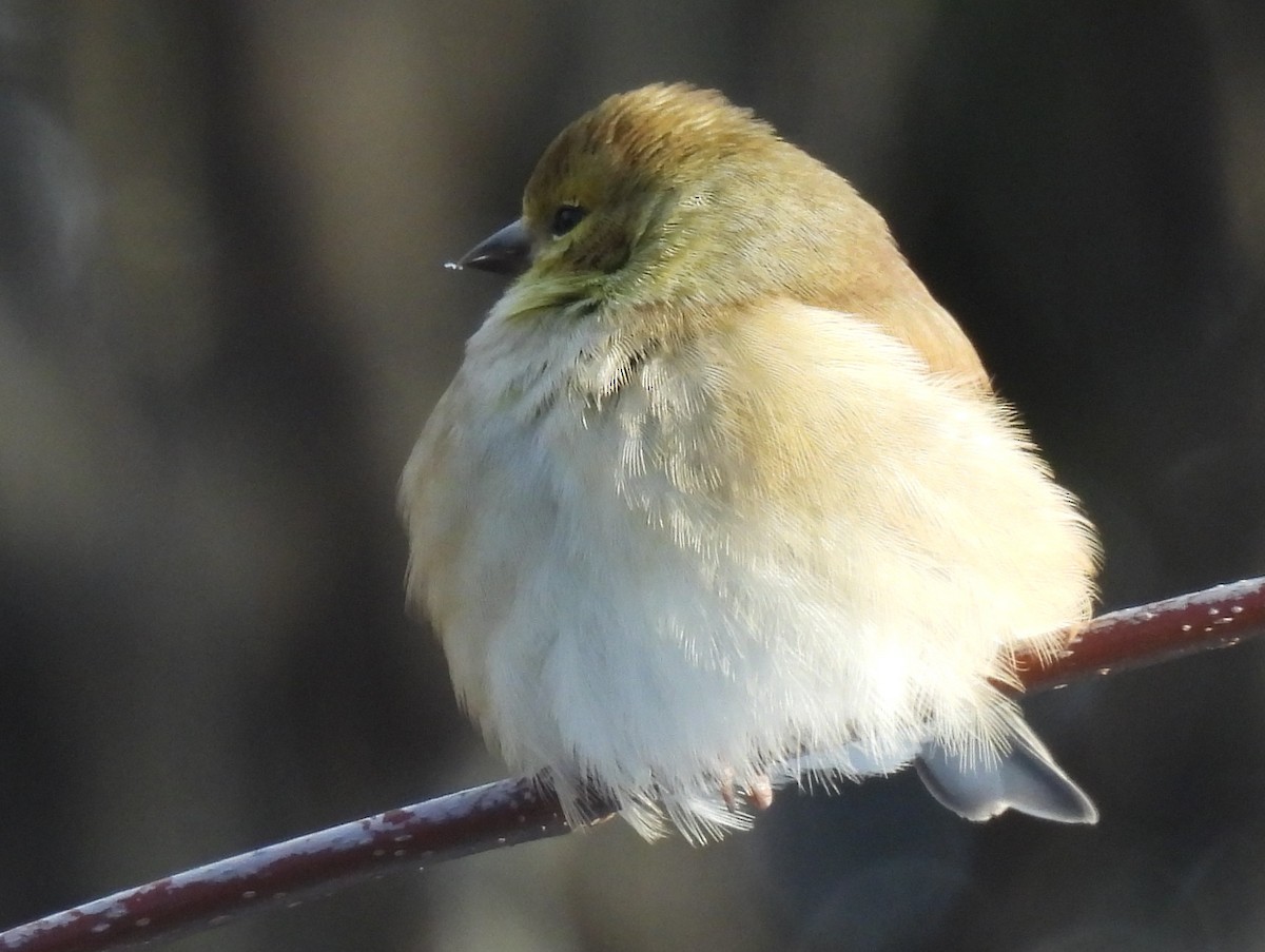 Jilguero Yanqui - ML646485981