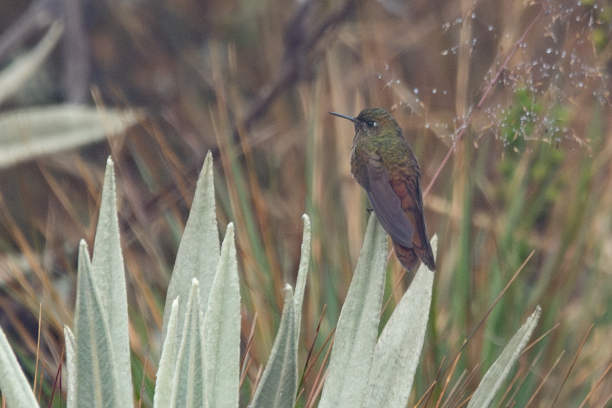 Colibrí Picoespina - ML646485982