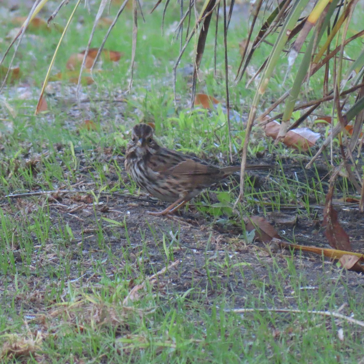 Chingolo Cantor - ML646485983