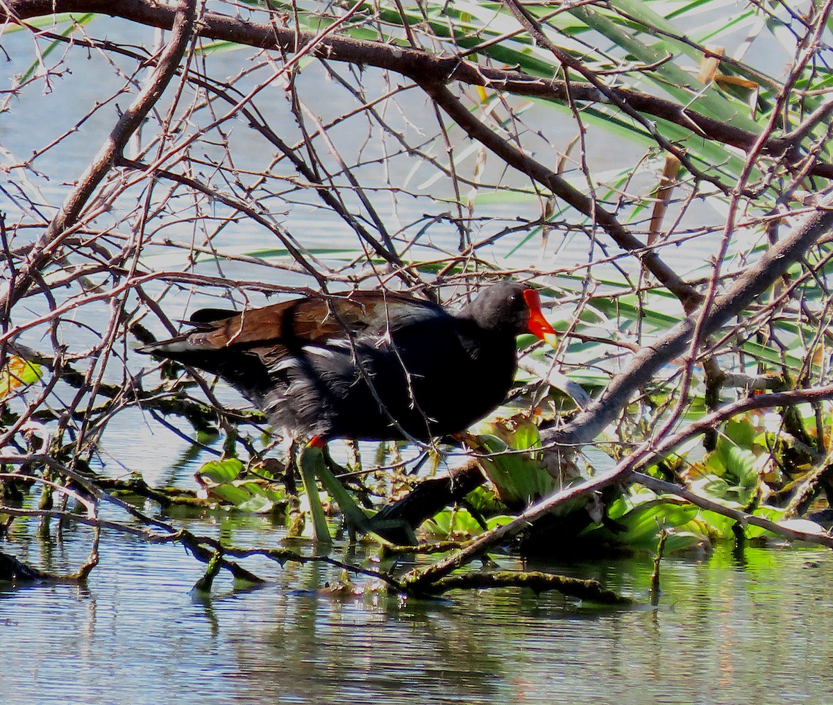 Gallineta Americana - ML646485984