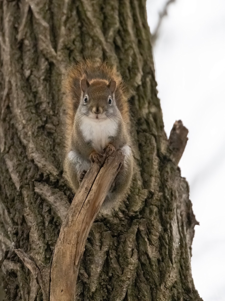 Squirrels - ML646485985