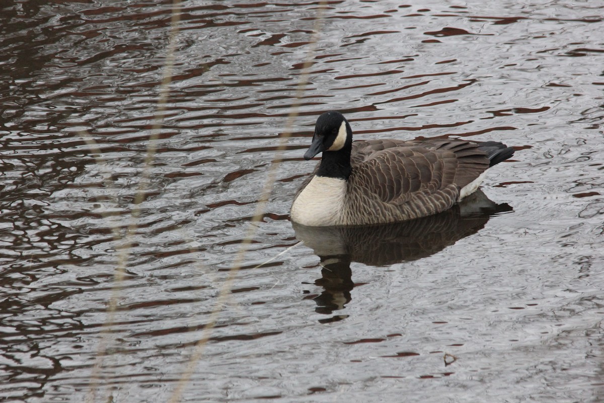 Barnacla Canadiense Grande - ML646485988