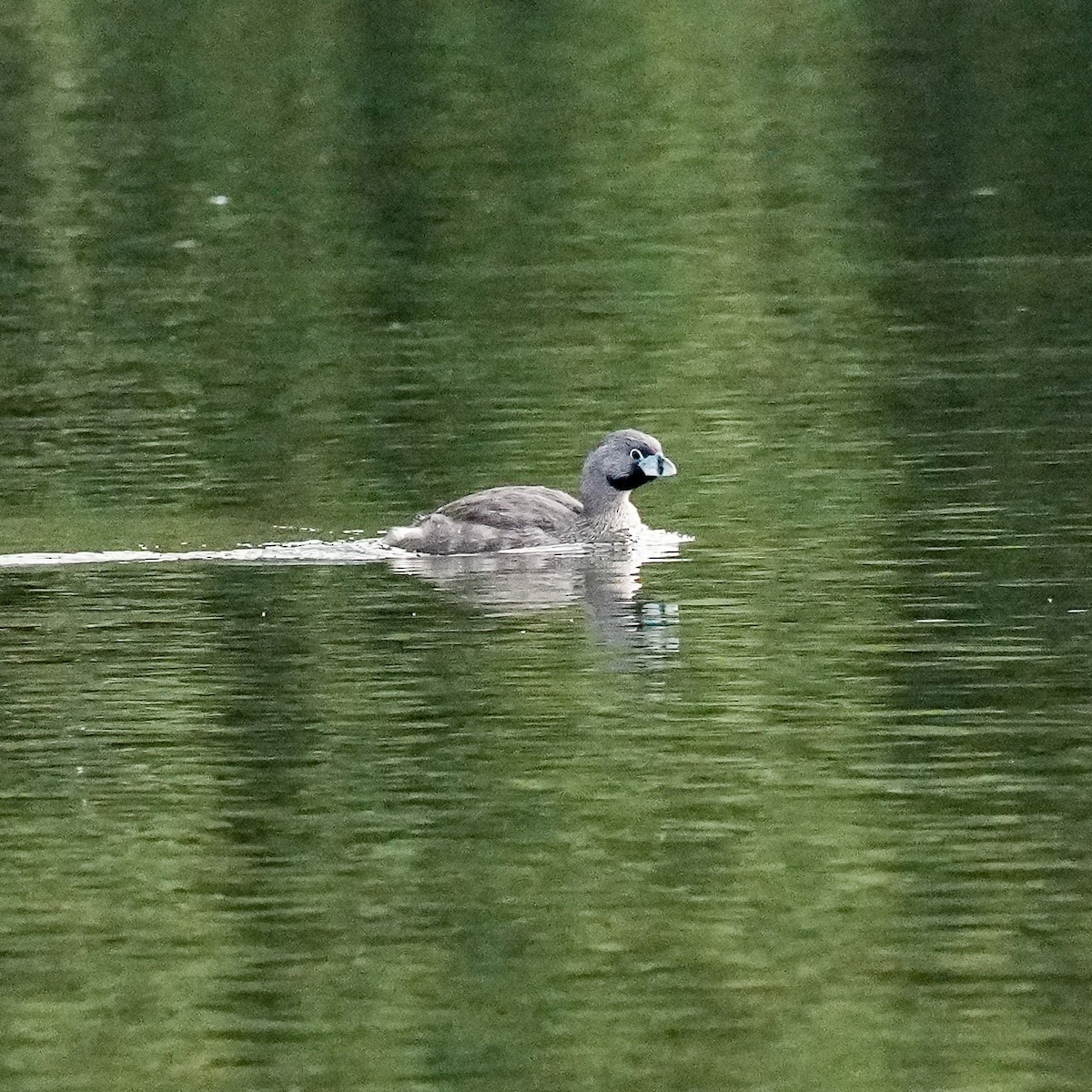 Zampullín Picogrueso - ML646485989