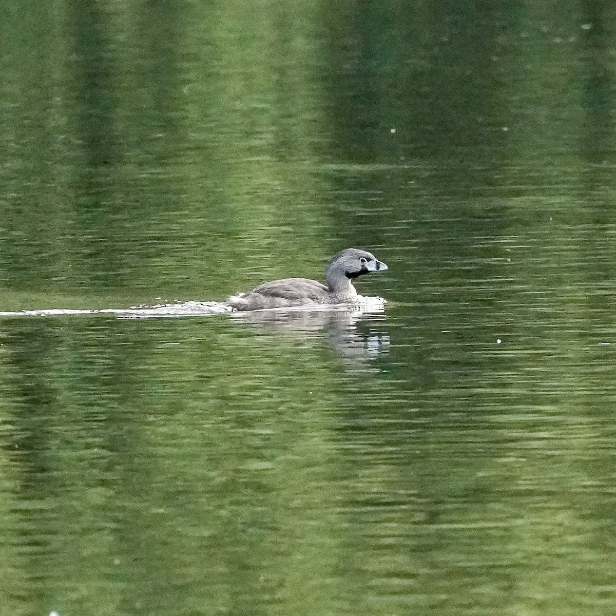 Zampullín Picogrueso - ML646485990