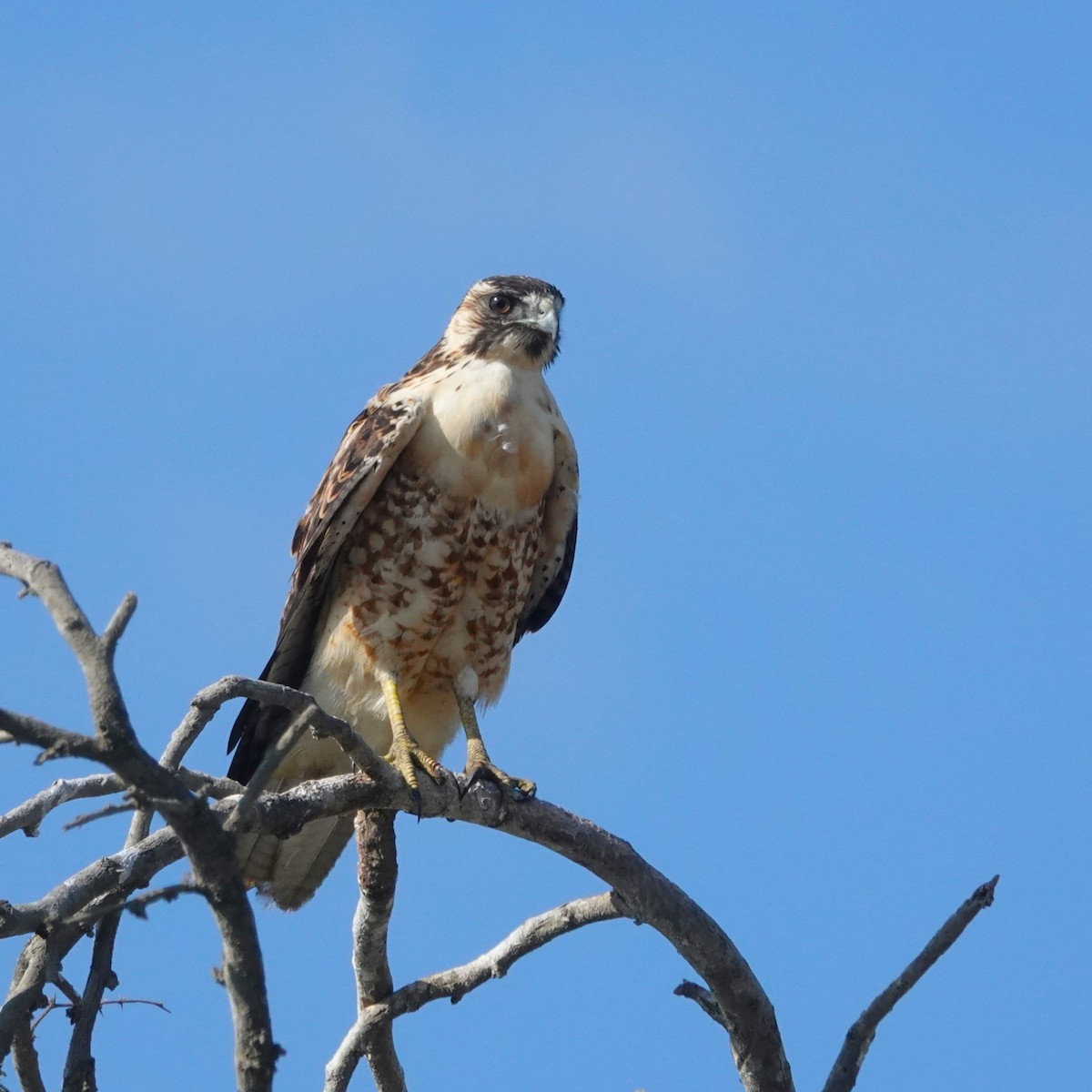 Busardo Dorsirrojo - ML646485993
