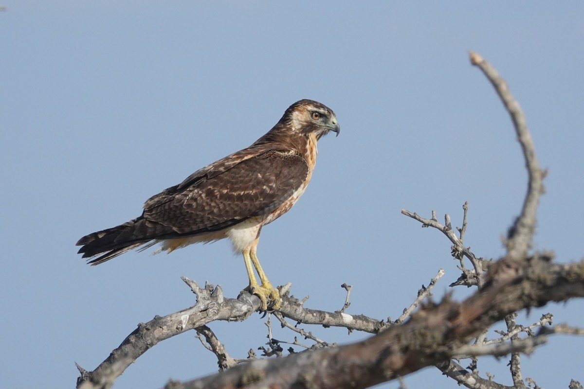 Busardo Dorsirrojo - ML646485994