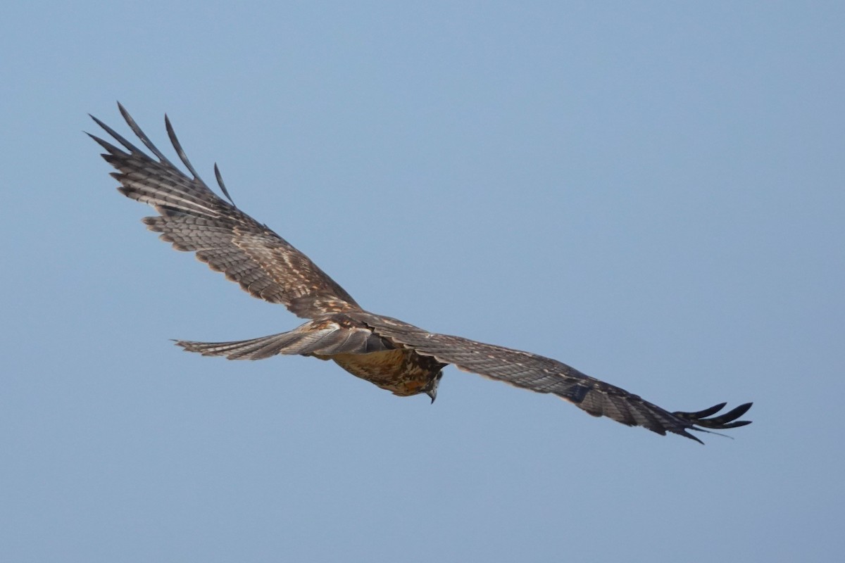 Busardo Dorsirrojo - ML646485995