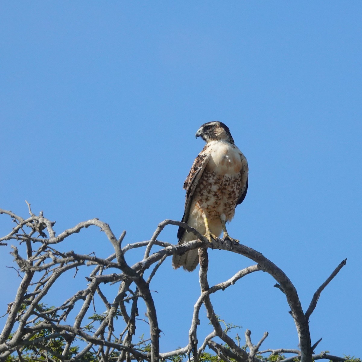 Busardo Dorsirrojo - ML646485996