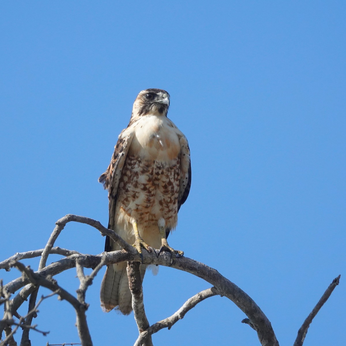 Busardo Dorsirrojo - ML646485997
