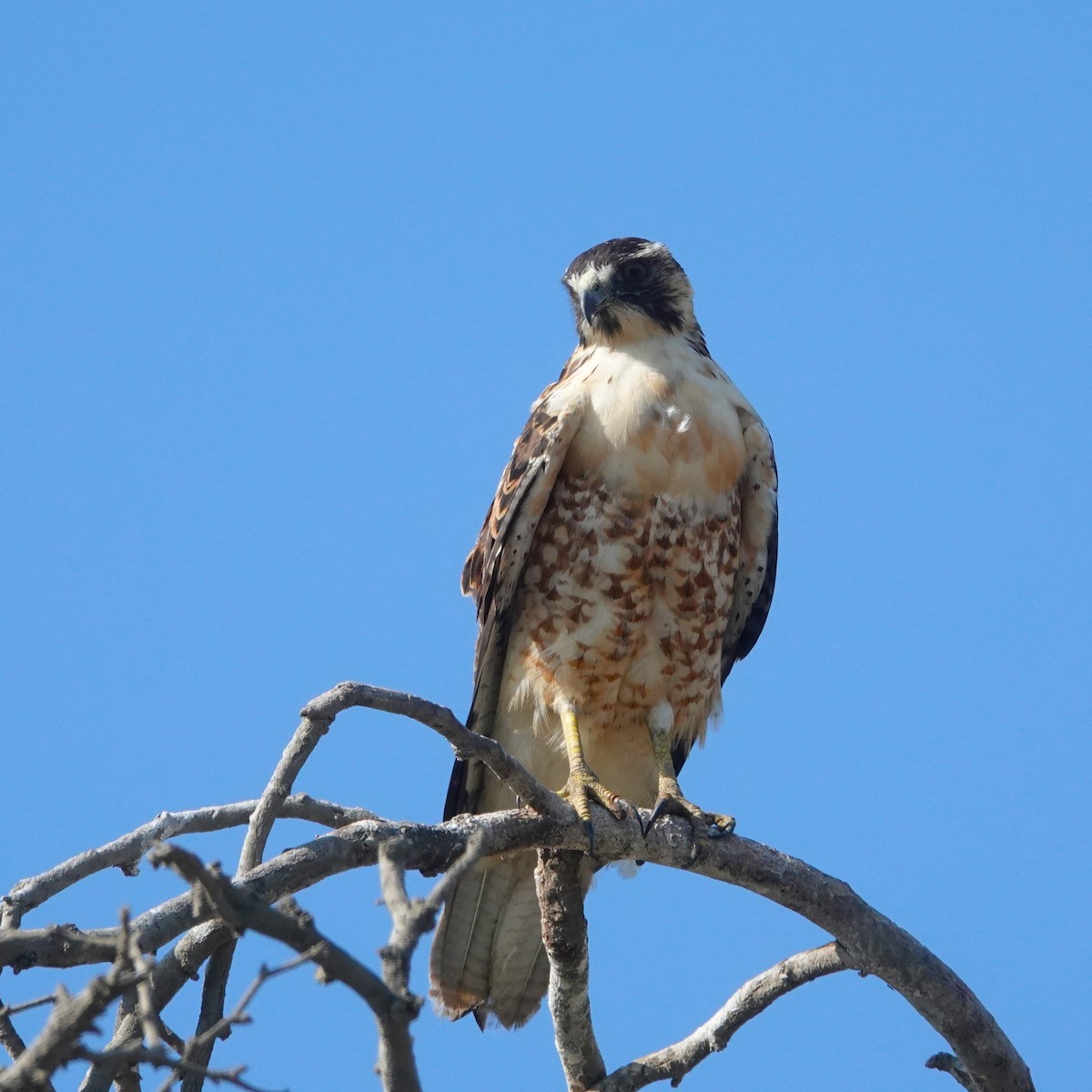 Busardo Dorsirrojo - ML646485998
