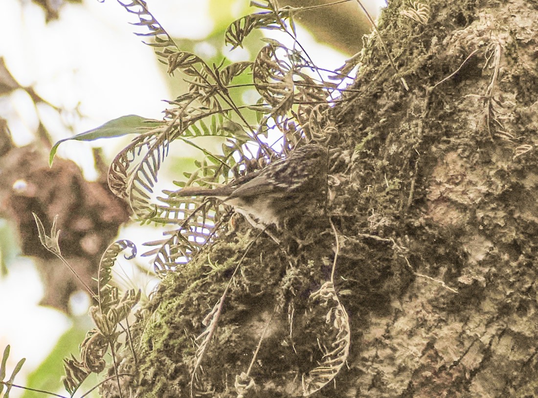 Reinita Jamaicana - ML646486000