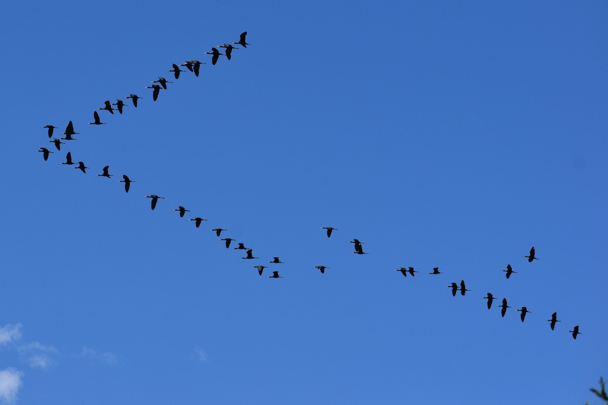 Morito Cariblanco - ML646486002