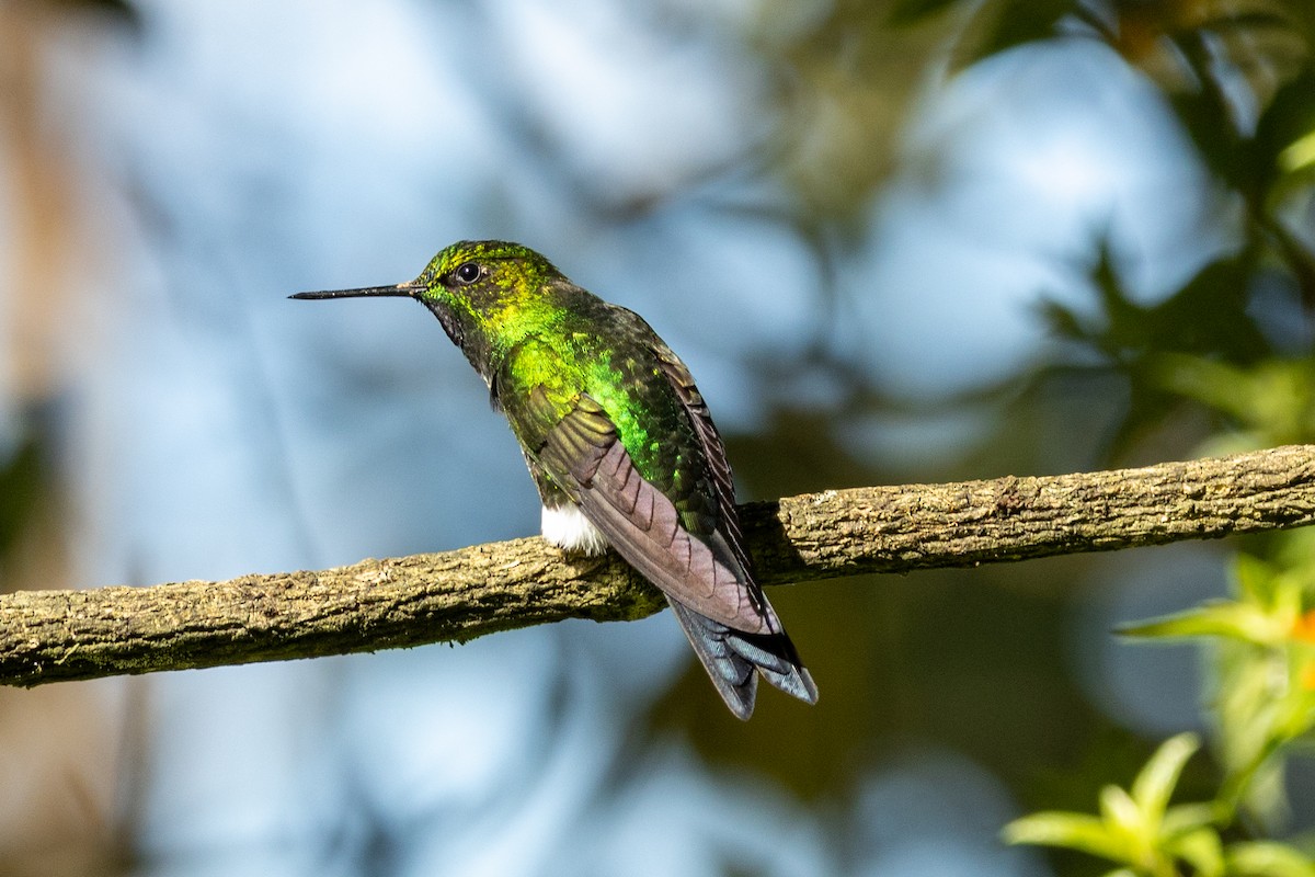 Glowing Puffleg - ML646486003