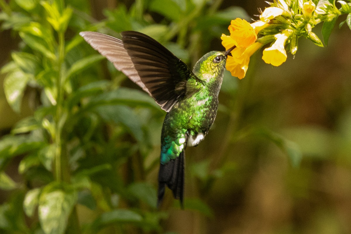Glowing Puffleg - ML646486004