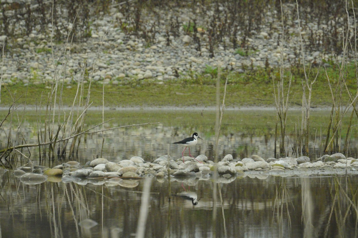 Cigüeñuela Cuellinegra - ML646486005