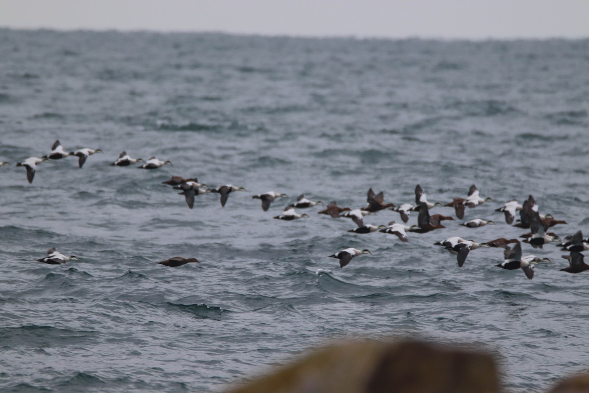 Éider Común - ML646486007