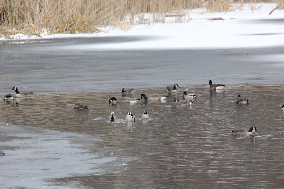 Canada Goose - ML646486011