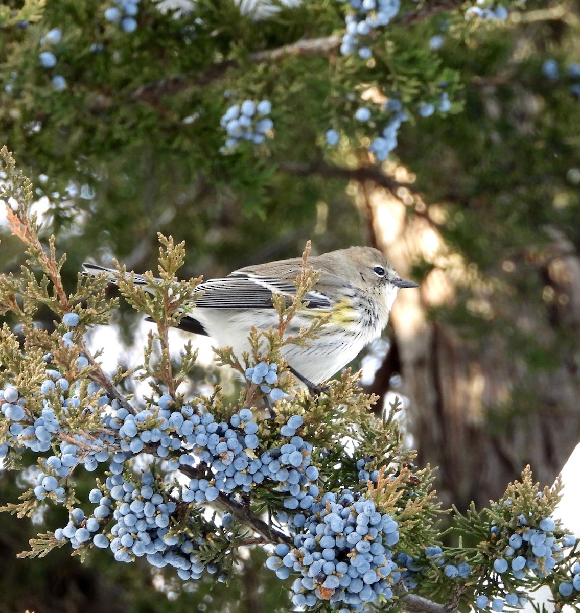 Yellow-rumped Warbler - ML646486012