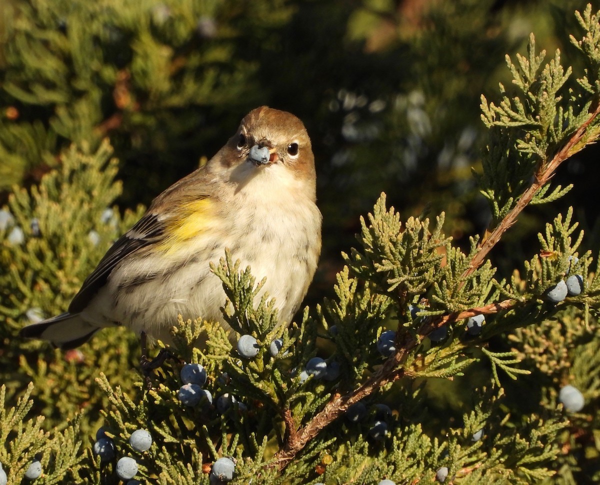 Yellow-rumped Warbler - ML646486013