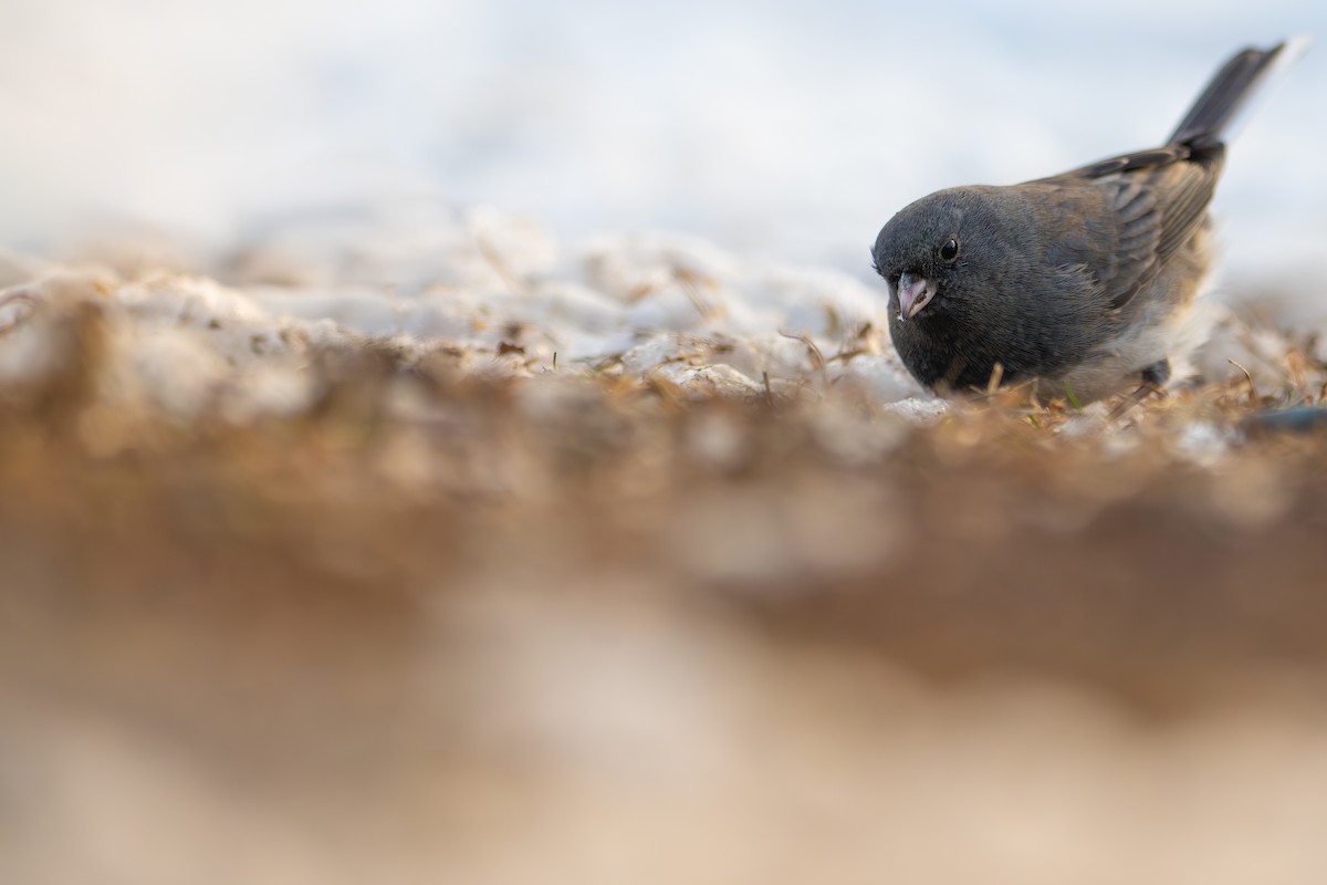 Dark-eyed Junco - ML646486014