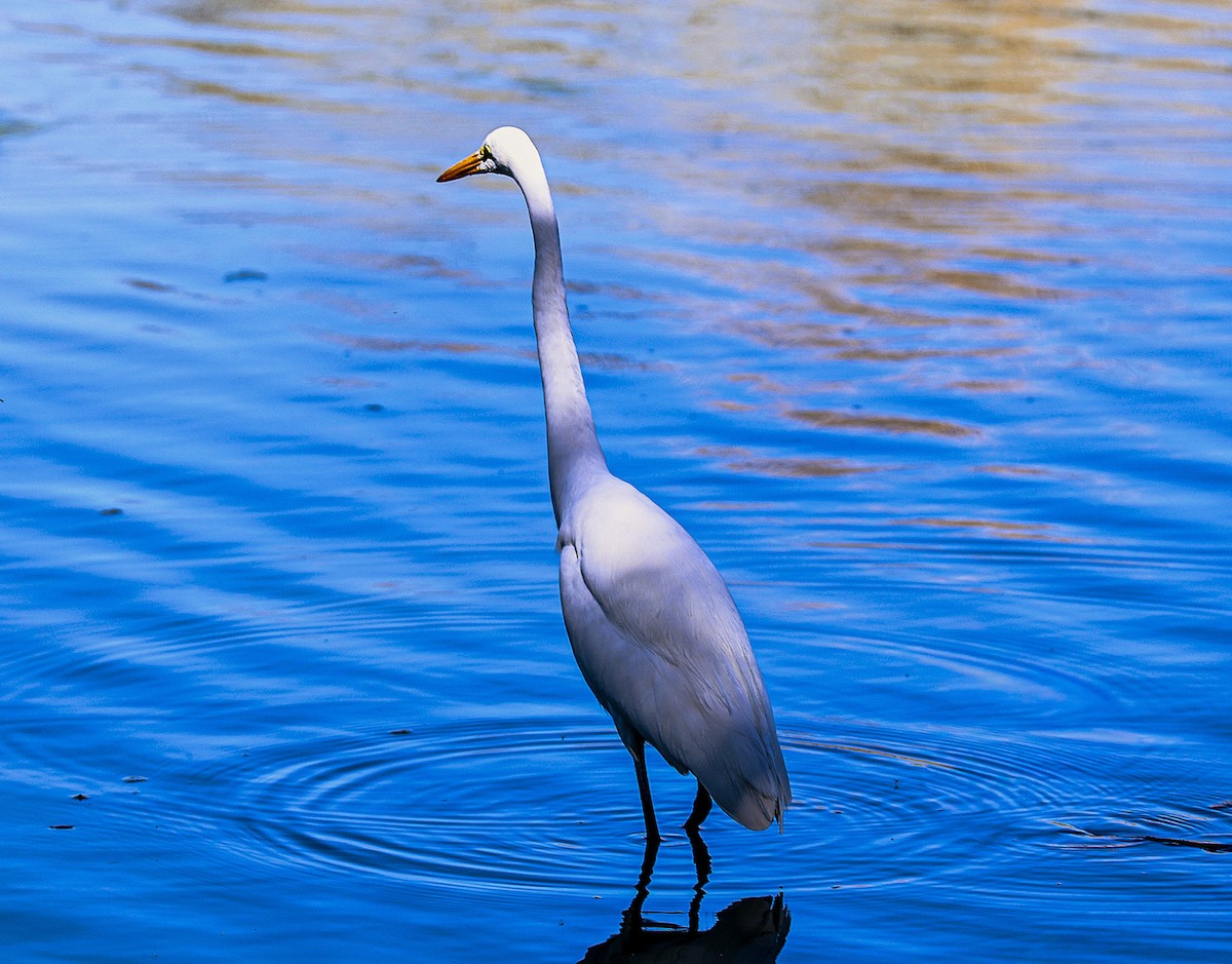 Great Egret - ML646486015