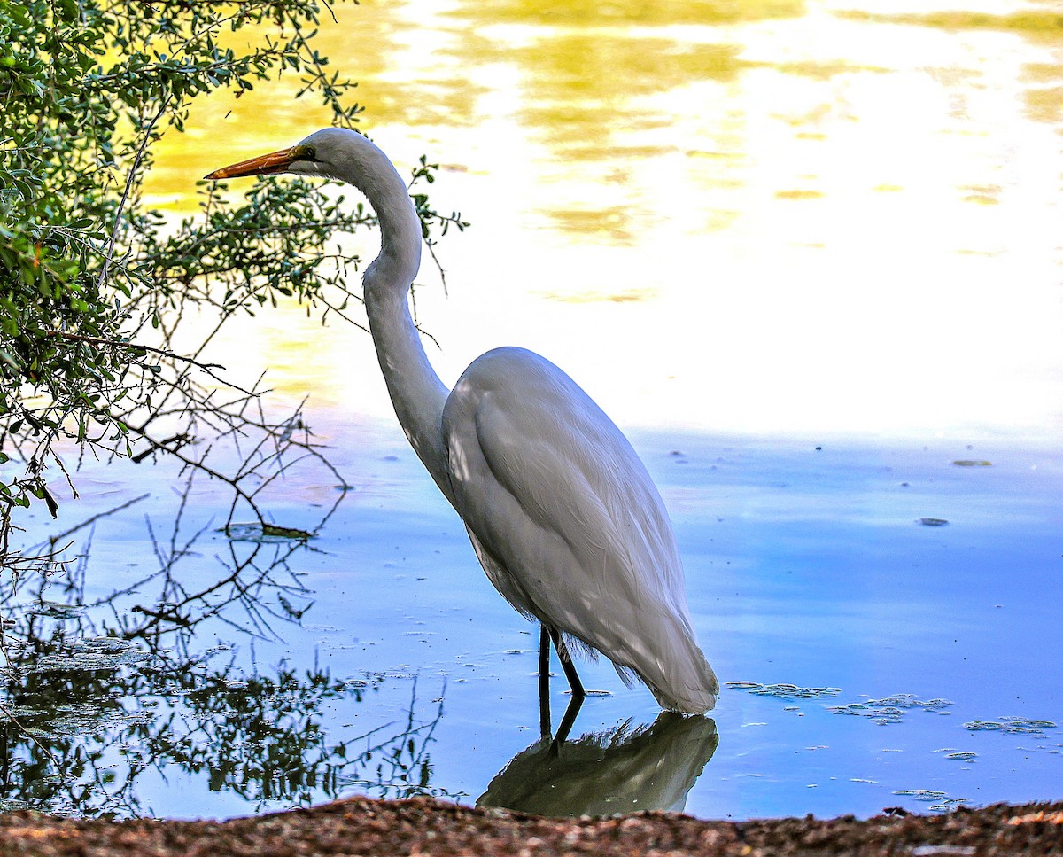 Great Egret - ML646486016