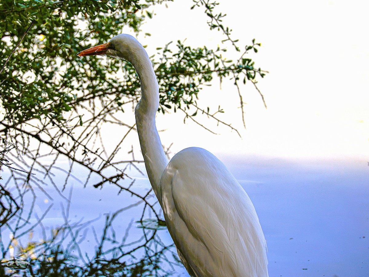 Great Egret - ML646486017