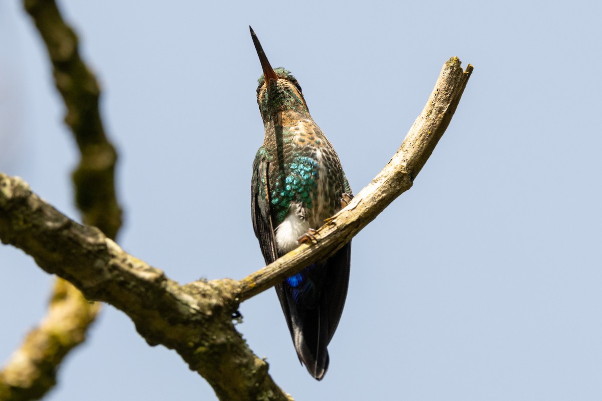 Glowing Puffleg - ML646486018