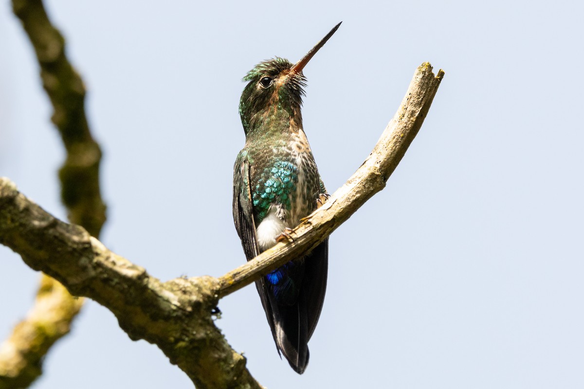 Glowing Puffleg - ML646486019