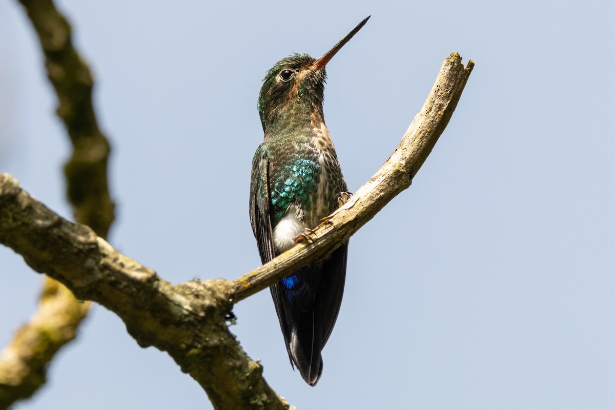 Glowing Puffleg - ML646486020
