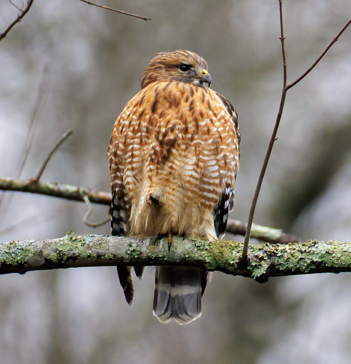 káně páskovaná - ML646486022