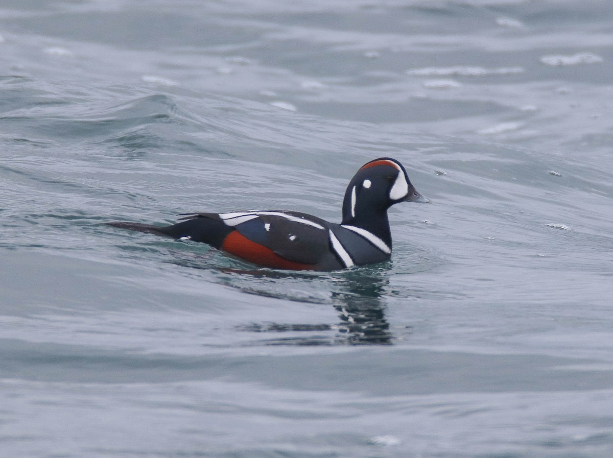 kačka strakatá - ML646486024