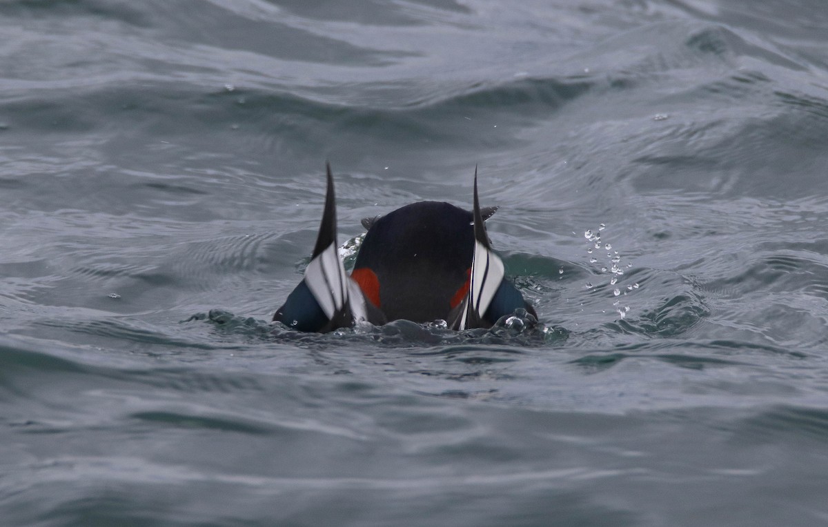 kačka strakatá - ML646486025