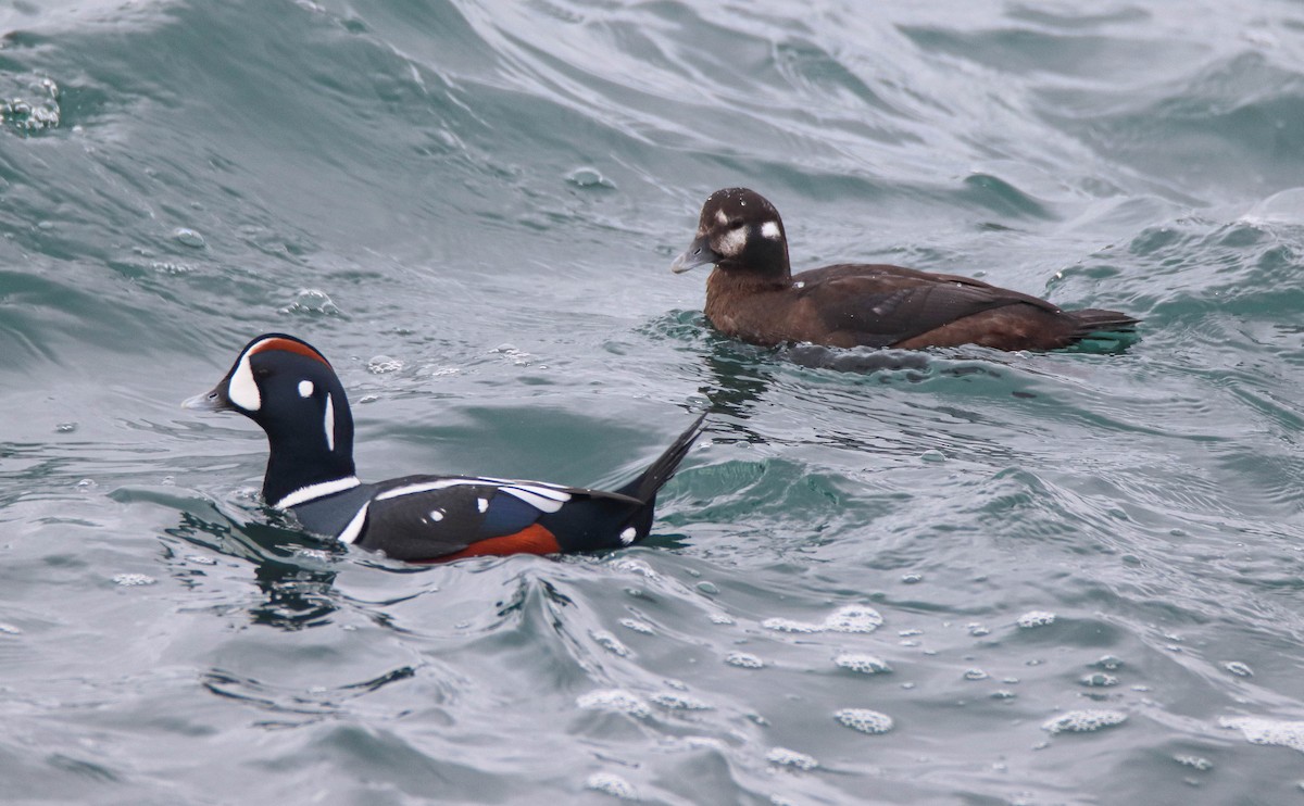 kačka strakatá - ML646486026