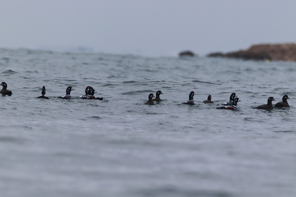 kačka strakatá - ML646486027