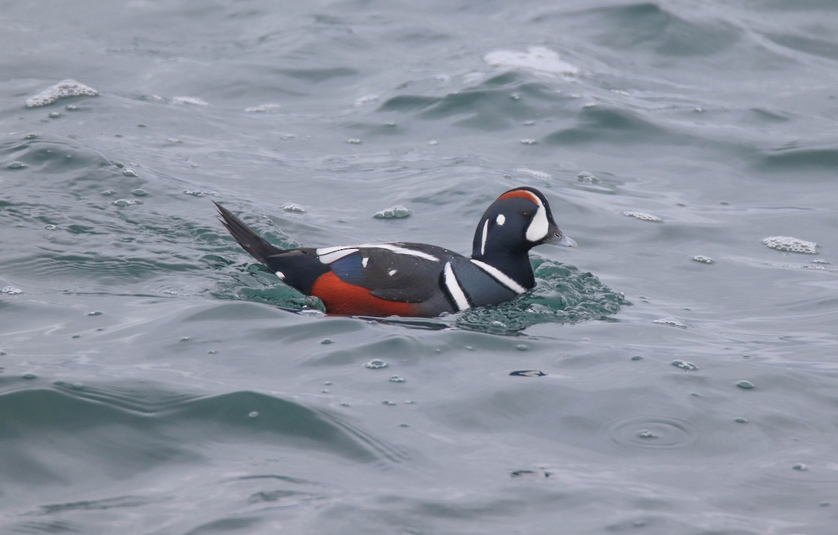 kačka strakatá - ML646486028