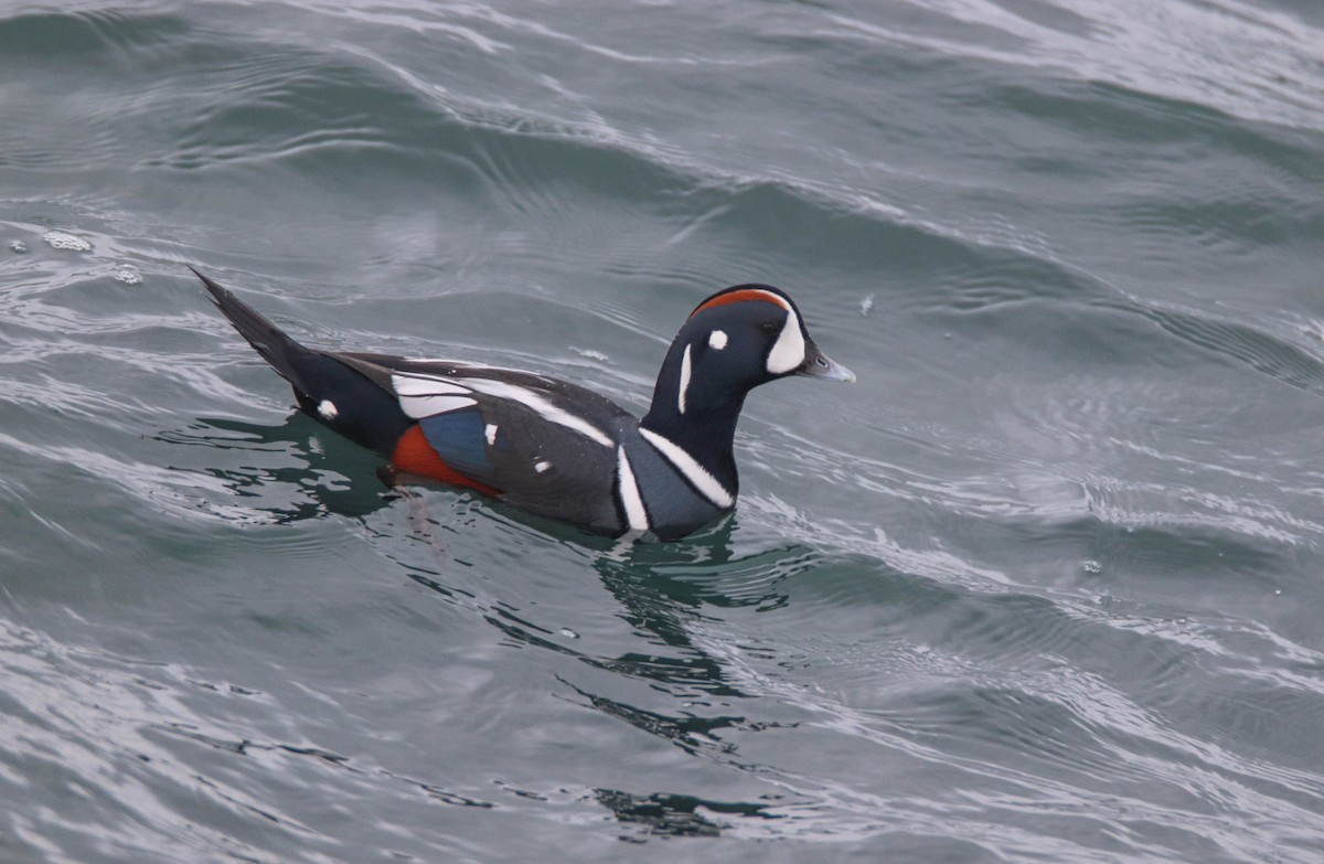 kačka strakatá - ML646486029