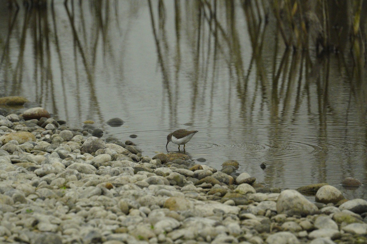 Least Sandpiper - ML646486031