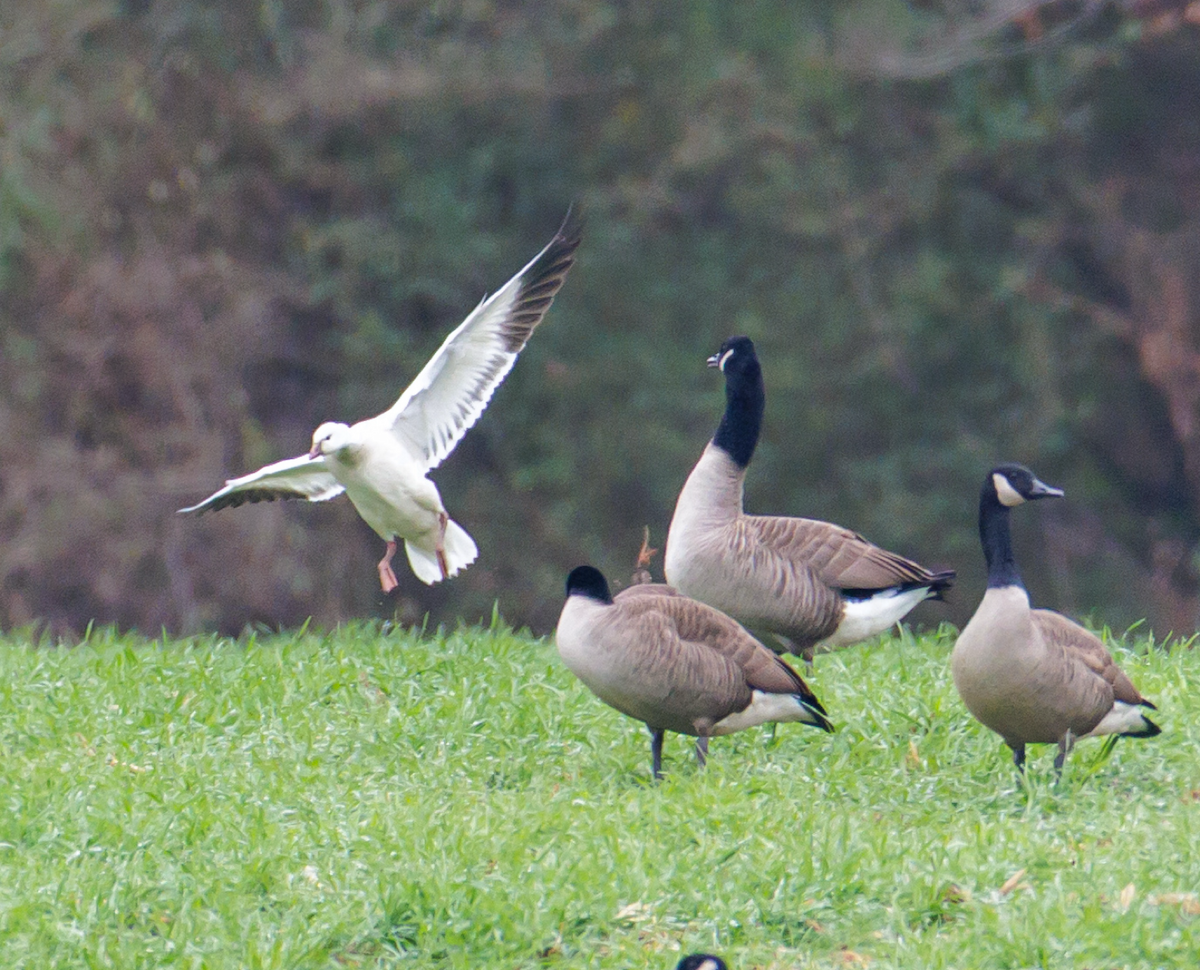 Ross's Goose - ML646486032