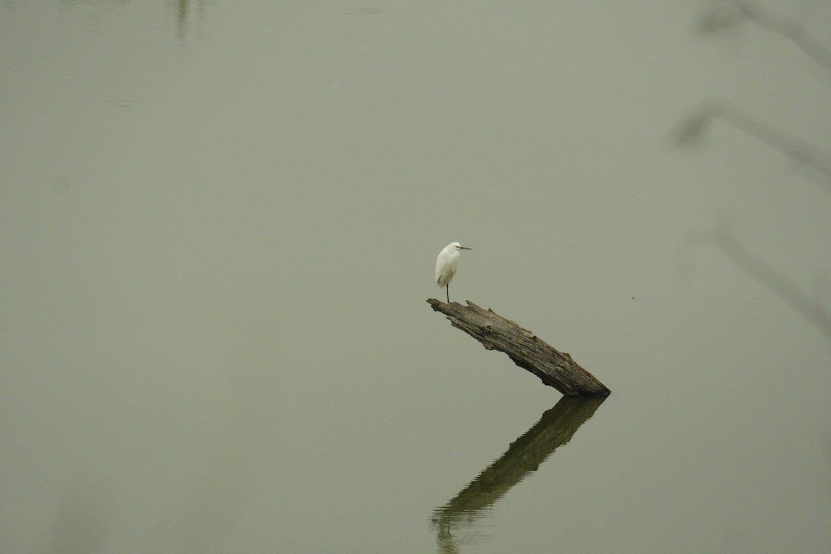 Snowy Egret - ML646486035