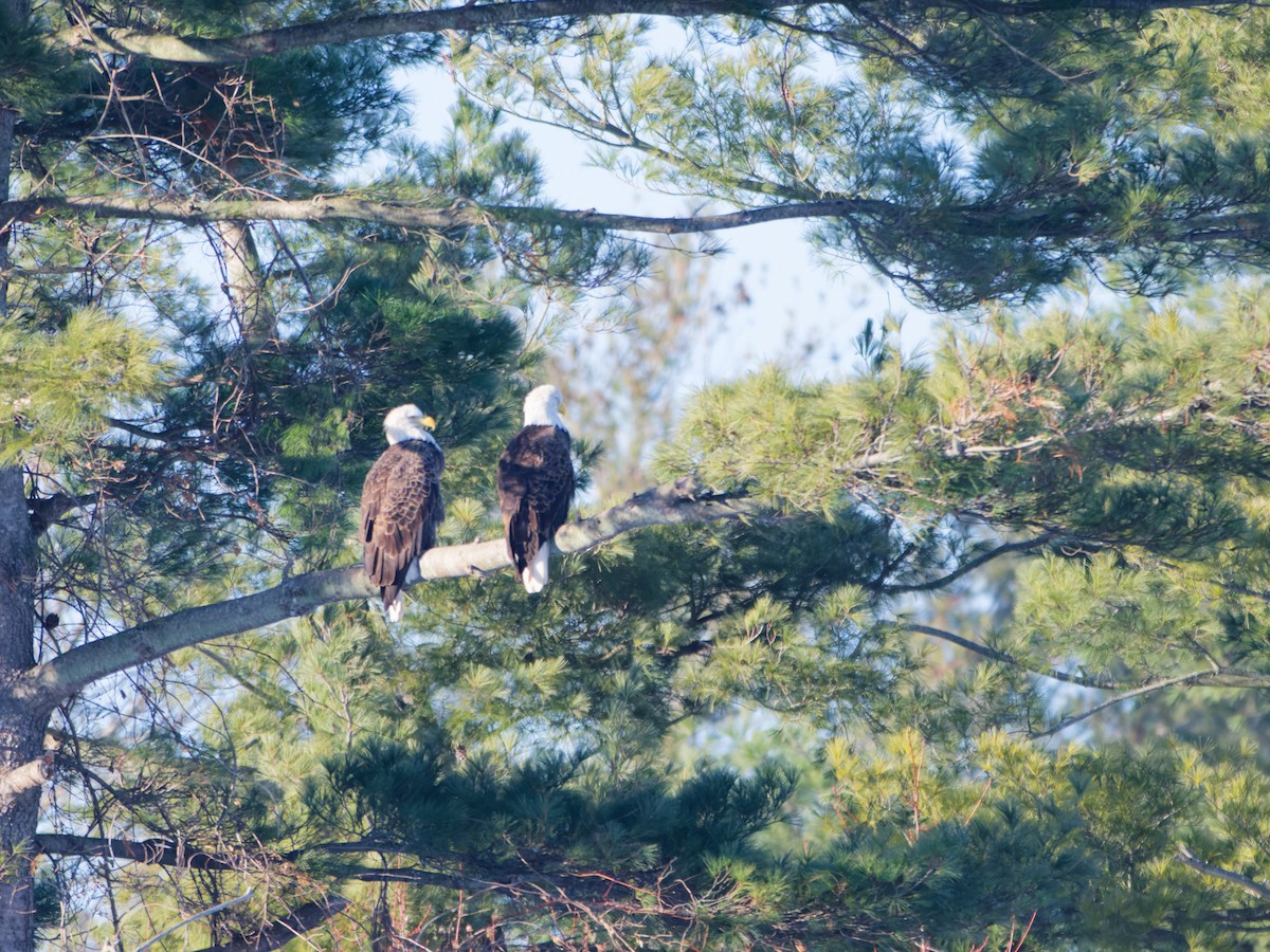 orel bělohlavý - ML646486037