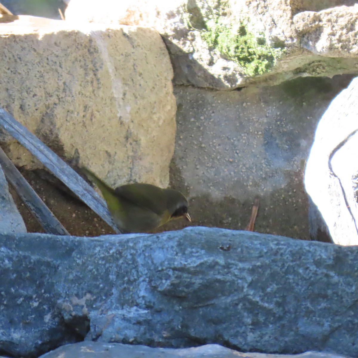Common Yellowthroat - ML646486038