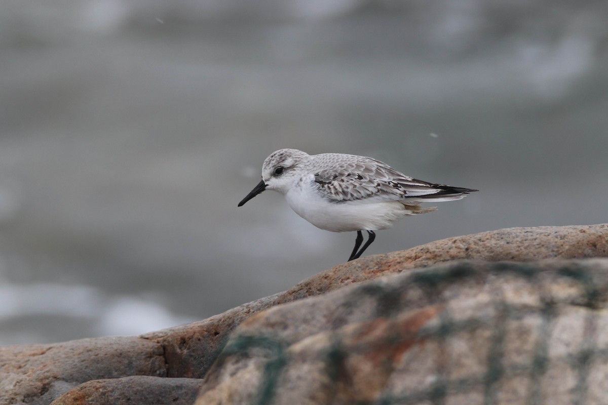 jespák písečný - ML646486039