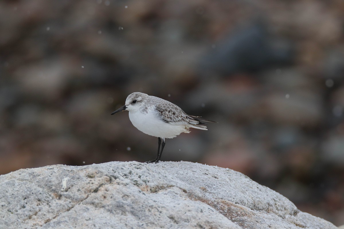 Ak Kumkuşu - ML646486040