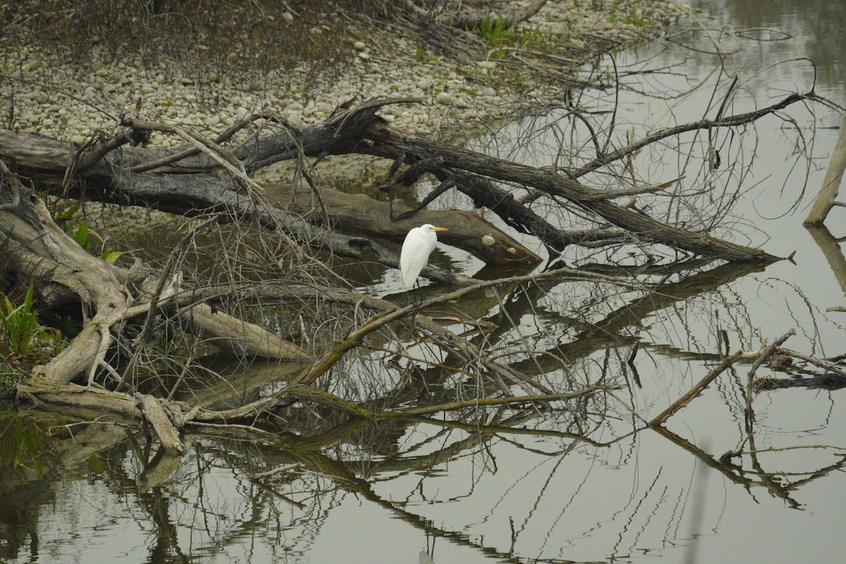 Great Egret - ML646486042