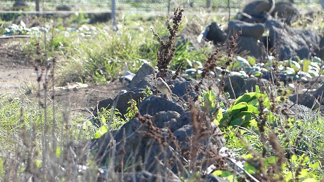 Eurasian Skylark - ML646486044